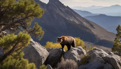 Sierra Nevada Animals: A Wildlife Guide