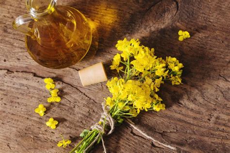 Canola Oil And Rapeseed Flowers Stock Image Image Of Freshness Food