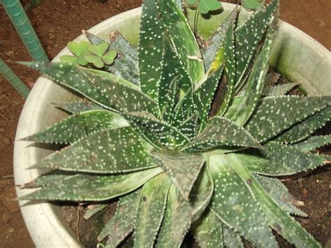 Aloe Hybrid White Ghost Aloe Spp X Gasteria Spp