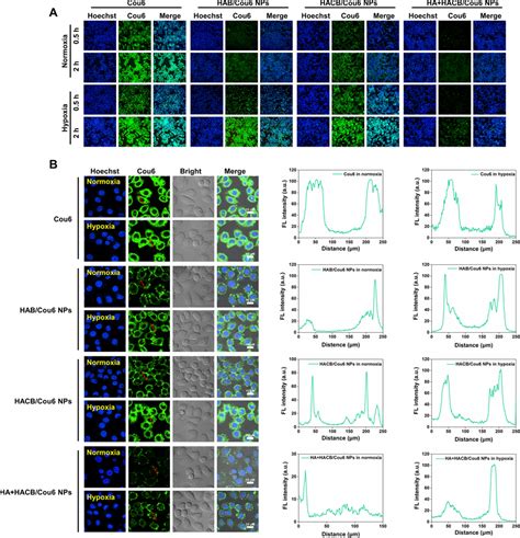 Uptake And Intracellular Localization Of Hacb Cou Nps A Cellular