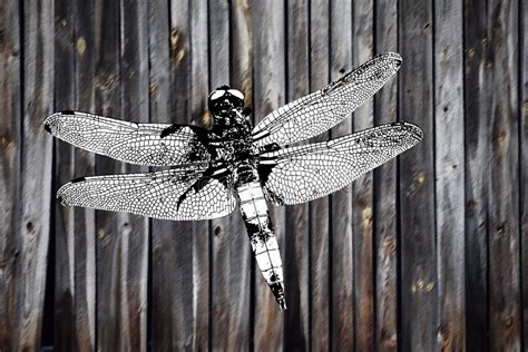 Dragonfly Abstract Modern Art Stock Image Image Of Decoration Floral 269126481