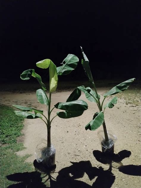 Ice Cream Banana Trees For Sale