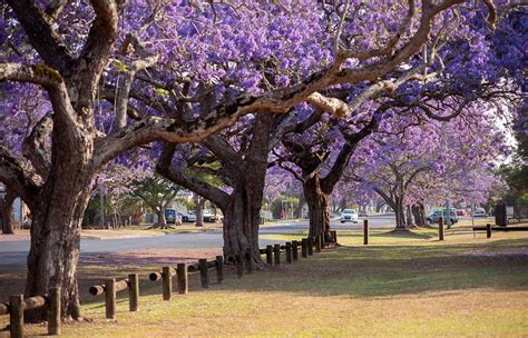 Grafton Jacaranda Festival