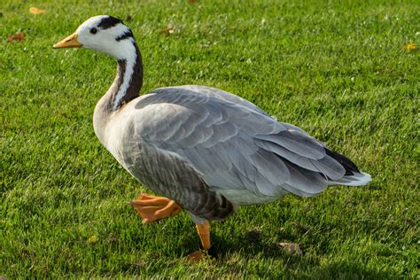 Anser indicus Foto & Bild | nature, summer, world Bilder auf fotocommunity