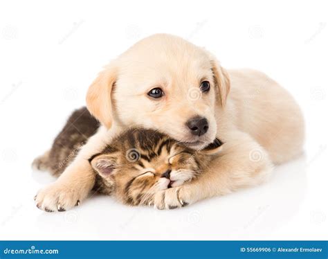 Golden Retriever Puppy Dog Hugging Sleeping British Cat. Isolated Stock Photo - Image: 55669906