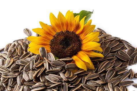 Premium Photo | Sunflower and sunflower seeds on the white background