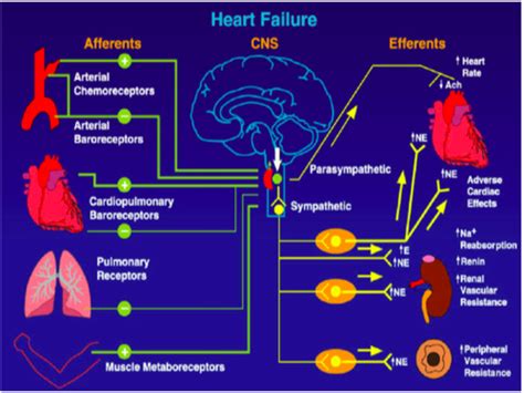 Heart Failure Pathology And Pharmacology CPR Exam 2 Flashcards Quizlet