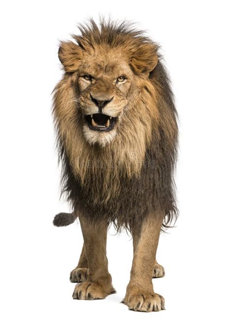 Front View of a Lion Roaring, Standing, Panthera Leo Stock Image ...