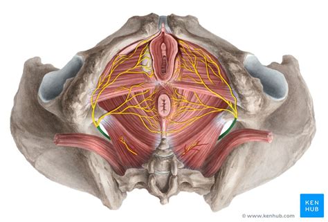 Perineal Region Anatomy Definition Diagram Kenhub