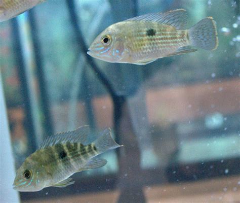 South American Cichlids: Green Terror Cichlid