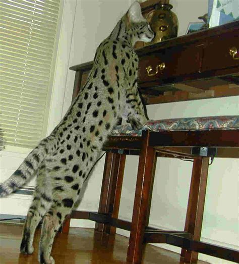 letting the mind energy flows..: Savannah Cats