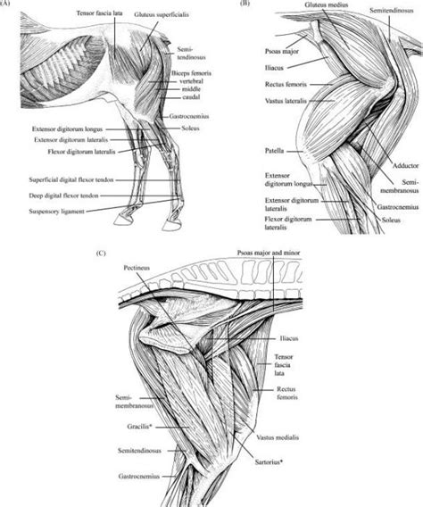 Equine And Science For Equine Professionals Functional Specialisation