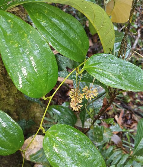 Smilax Luzonensis Smilacaceae Image At Phytoimages Siu Edu