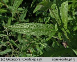 Stachys palustris czyściec błotny