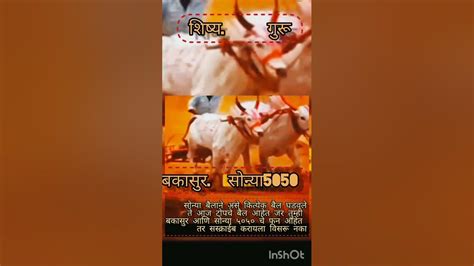 बैलगाडाशर्यत Shortsvedio मनावर राज्य करणारा सोन्या5050 And बकासुर Bailgada Sharyat Youtube