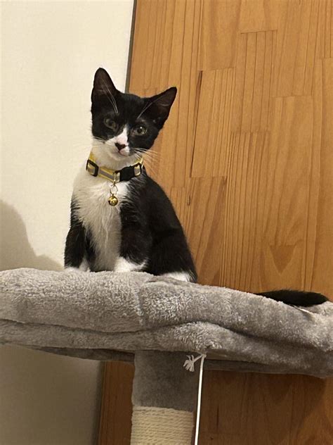 Kitten Adoption Soton Rsouthampton