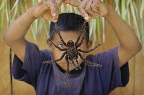 Choses Savoir Sur La Plus Grosse Araign E Du Monde Mes