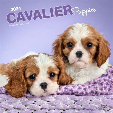 Cavalier King Charles Puppies Wall Calendar