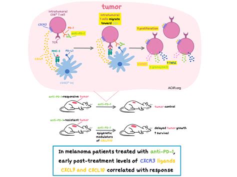 Regulation Of Cxcr And Cxcr Expression During Terminal Off