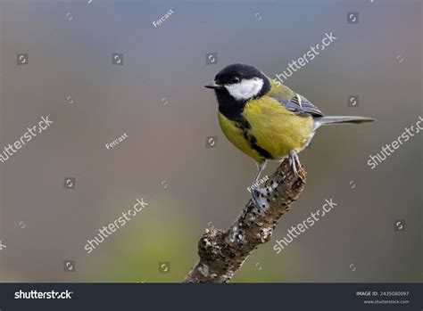 Small With Big Tits Royalty Free Images Stock Photos Pictures Shutterstock