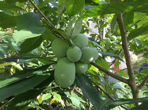 Pawpaw Varieties - Page 21 - General Fruit Growing - Growing Fruit