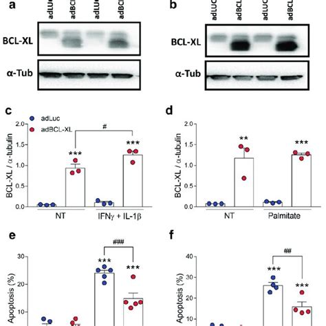 Bcl Xl Overexpression Protects Rat Cells Against Cytokine And