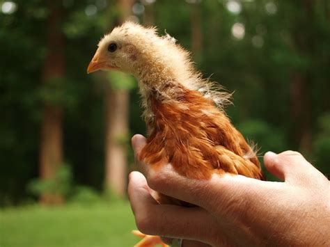 Breed Profile Golden Comet Chickens Backyard Poultry