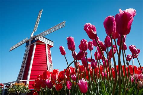 Hd Wallpaper Purple Flower The Sky Flowers Tulips Netherlands