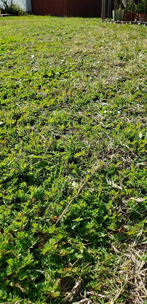 What are these plants that's taking over my lawn in Southern California ...