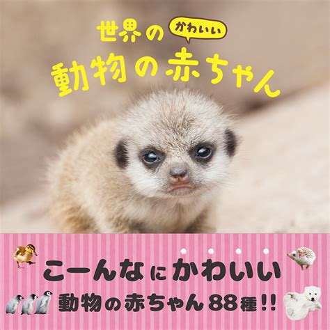 楽天ブックス 世界のかわいい動物の赤ちゃん 大渕希郷 9784756252494 本