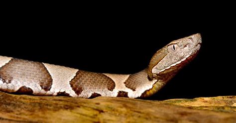 Garter Snake Vs Copperhead The Key Differences Between These Commonly