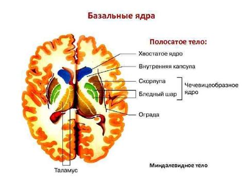 ЦНС - центральная нервная система - презентация онлайн