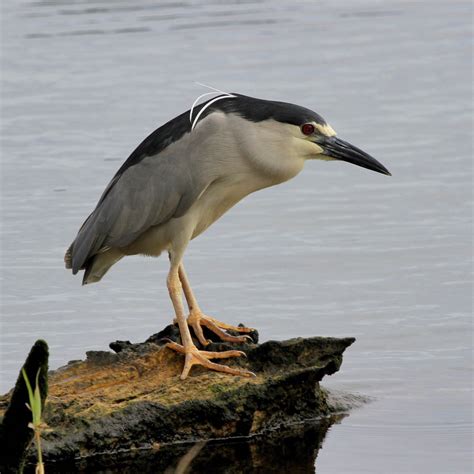 Hawaiʻi Birding Trails Black Crowned Night Heron