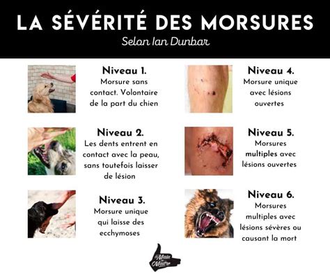 2025 URGENCE Mon Chien Ma Mordu Que Faire Cours Dressage Pour