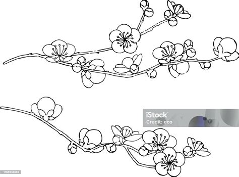 Illustration Of Plum Blossoms Drawn With A Pen Stock Illustration