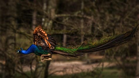 Flying peacock : r/pics