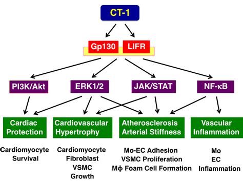 Intracellular Signal Transduction Of Cardiotrophin 1 CT 1 In