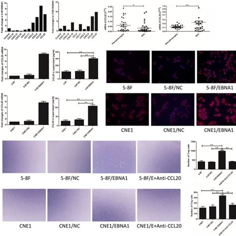 Enhanced Ccl20 Production By Ebna1 Tumor Cells Increased Tregs