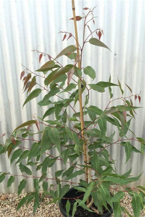 Corymbia maculata - Wholesale Trees | Hillywood Tree Nursery