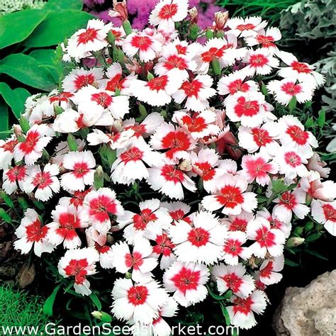 Dianthus Merry Go Round Seeds Dianthus Chinensis 330 Seeds Garden