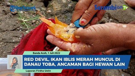 Tag Red Devil Fish Danau Toba VIDEO Mengenal Red Devil Ikan Iblis