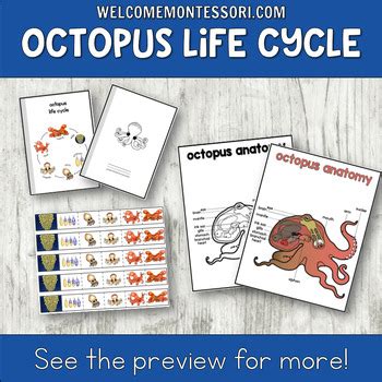 Montessori Octopus Life Cycle Unit Engaging Activities For Science