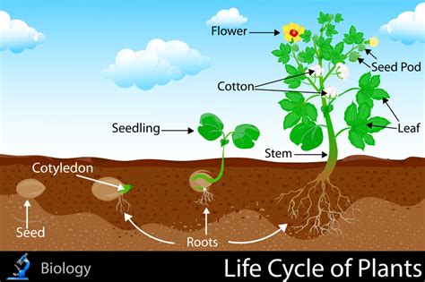 Seed Life Cycle Of Plants