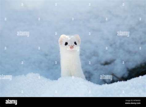 Stoat in snow hi-res stock photography and images - Alamy