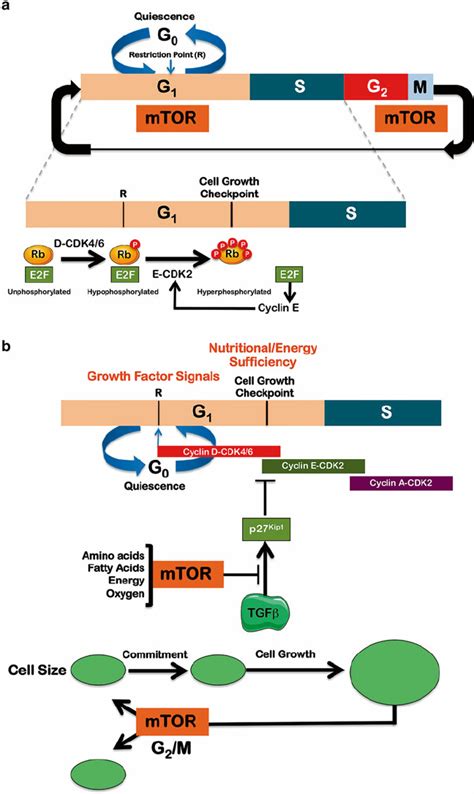 MTOR And The Mammalian Cell Cycle A G1 And G2 Are The Gaps Between