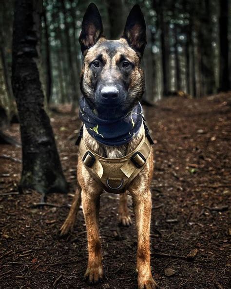 Belgian Malinois Military