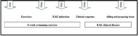 This Figure Illustrates Different Stages Of Exercise EAE Induction