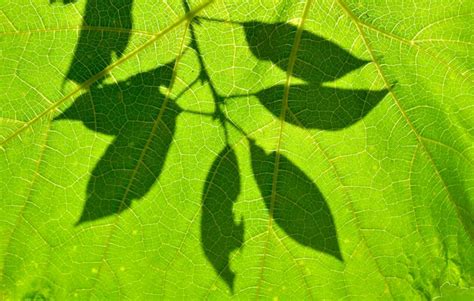 Premium Photo Macro Shot Of Green Leaf