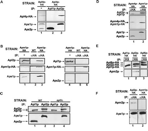 Figure From Adaptor Complex Independent Clathrin Function In Yeast