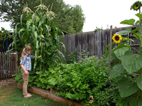 Three sisters garden - The Fruitful Kitchen